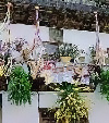 La Orotava - Teneriffa