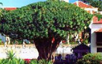 Drago de Icod, Tenerife