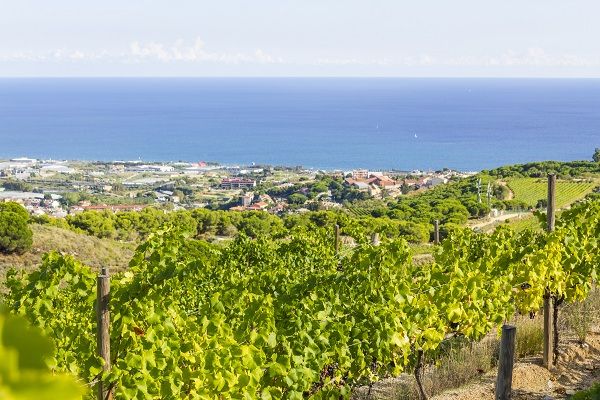 Vineyard by the sea