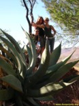 Charlie's Angels behind huge cactus