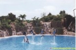 Delphin Show