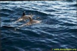 Dolphins