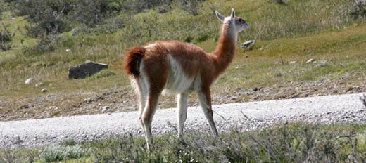 Bolivian Wildlife Bolivian Wildlife