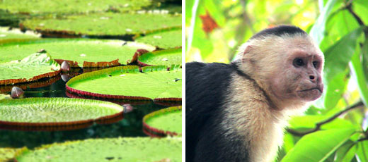 Amacayacu Natural Park - Colombia's Attractions Amacayacu