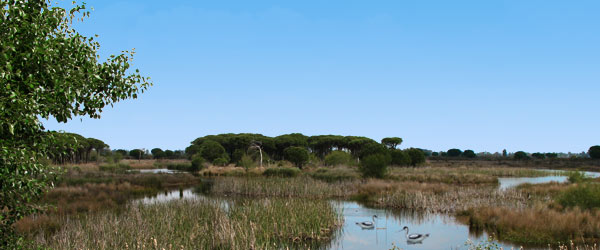 Doñana National Park Doñana