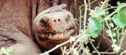 Galapagos Tortoise in Ecuador Galapagos Tortoise