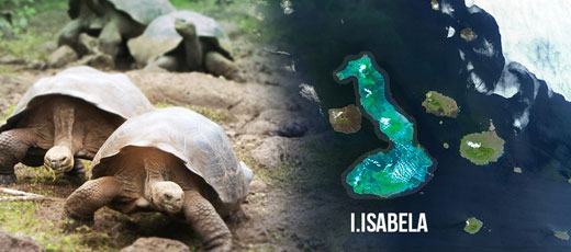 Isabela Island – Galapagos Island Isla Isabela