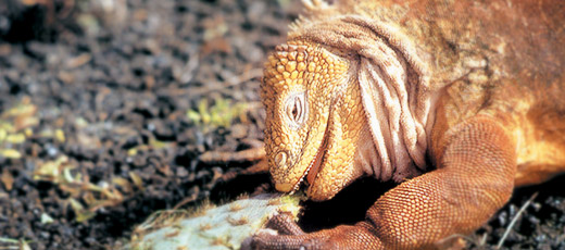 Ecuadorian Wildlife Ecuadorian Wildlife