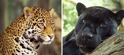 The Jaguar in Mexico – God of the Olmecs Jaguar