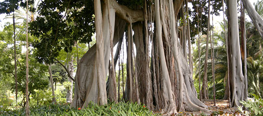 Spanish Gardens - Tenerife's El Botanico Jardin de Aclimatacion de La Orotava