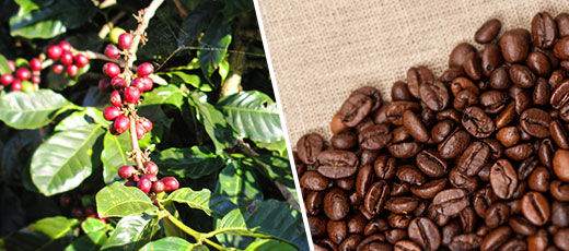The History of Coffee Mexican Coffee beans