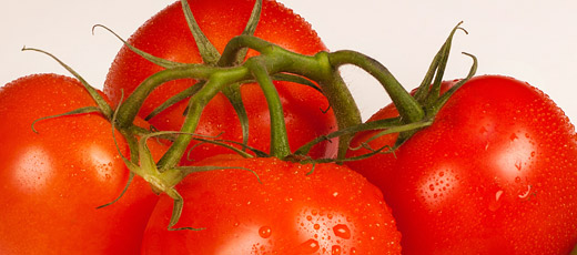 The Tomato - A Mexican Fruit Tomato