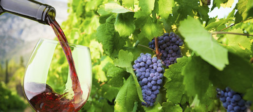 Wine Harvest in Spain Wine Harvest in Spain