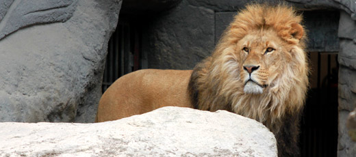 Madrid Zoo Madrid Zoo