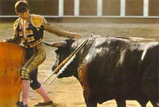 Bullfight