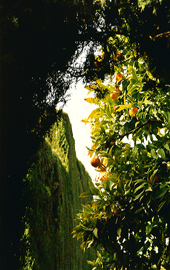 Palace Ornamental Garden