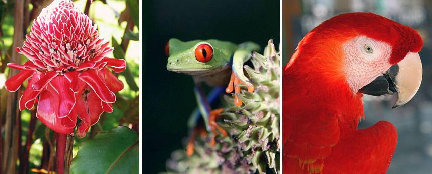 Dieren van Costa Rica Fauna van Costa Rica