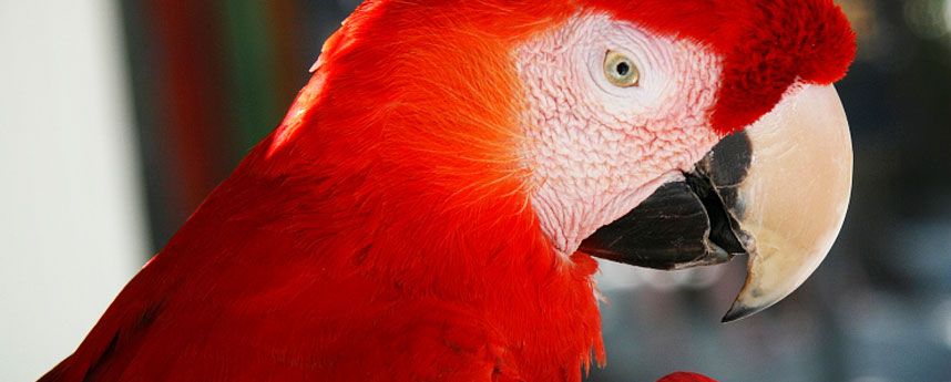 Vogels in Costa Rica Exotische Vogels