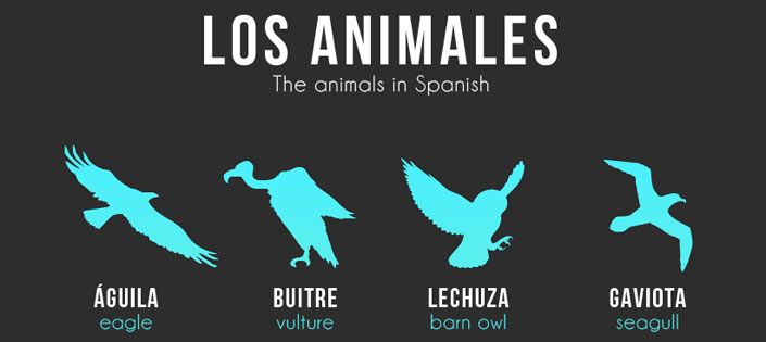 Los Animales: Animal Names in Spanish - don Quijote's Spanish Blog