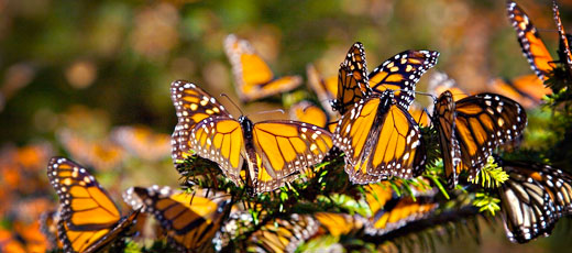 Monarch Butterfly - Monarch Butterflies in Mexico | donQuijote