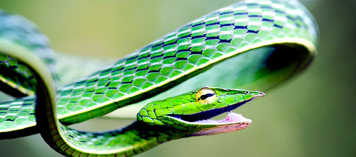 vine-snake.jpg